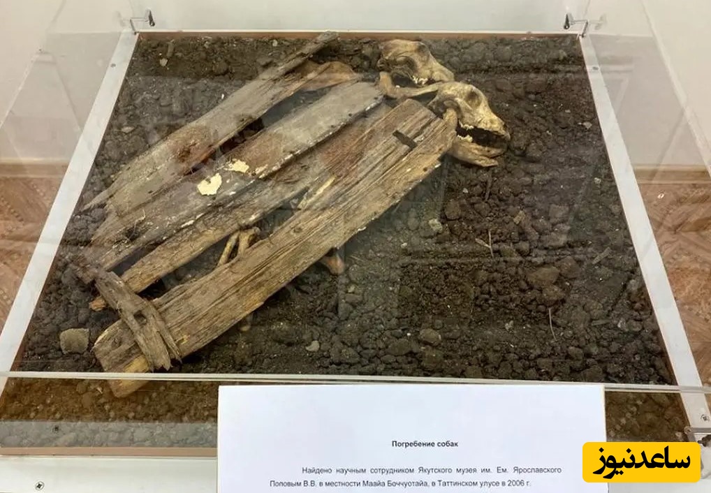 راز یک رسم باستانی؛ دفن سگ‌های قربانی زیر گهواره نوزادان