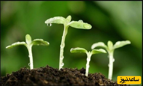 منابع دروس آزمون رشته زیست شناسی گیاهی - سیستماتیک و بوم شناسی و ضرایب آن در مقطع دکتری