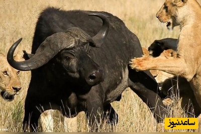 (ویدئو) مستند حیات وحش؛ لحظه هولناک حمله گروهی شیرها به گاومیش بخت‌برگشته در سافاری آفریقا 🐃