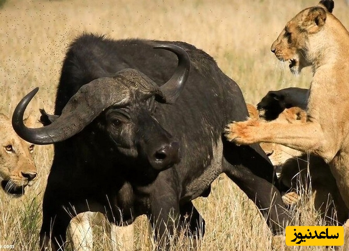 (ویدئو) مستند حیات وحش؛ لحظه هولناک حمله گروهی شیرها به گاومیش بخت‌برگشته در سافاری آفریقا 🐃