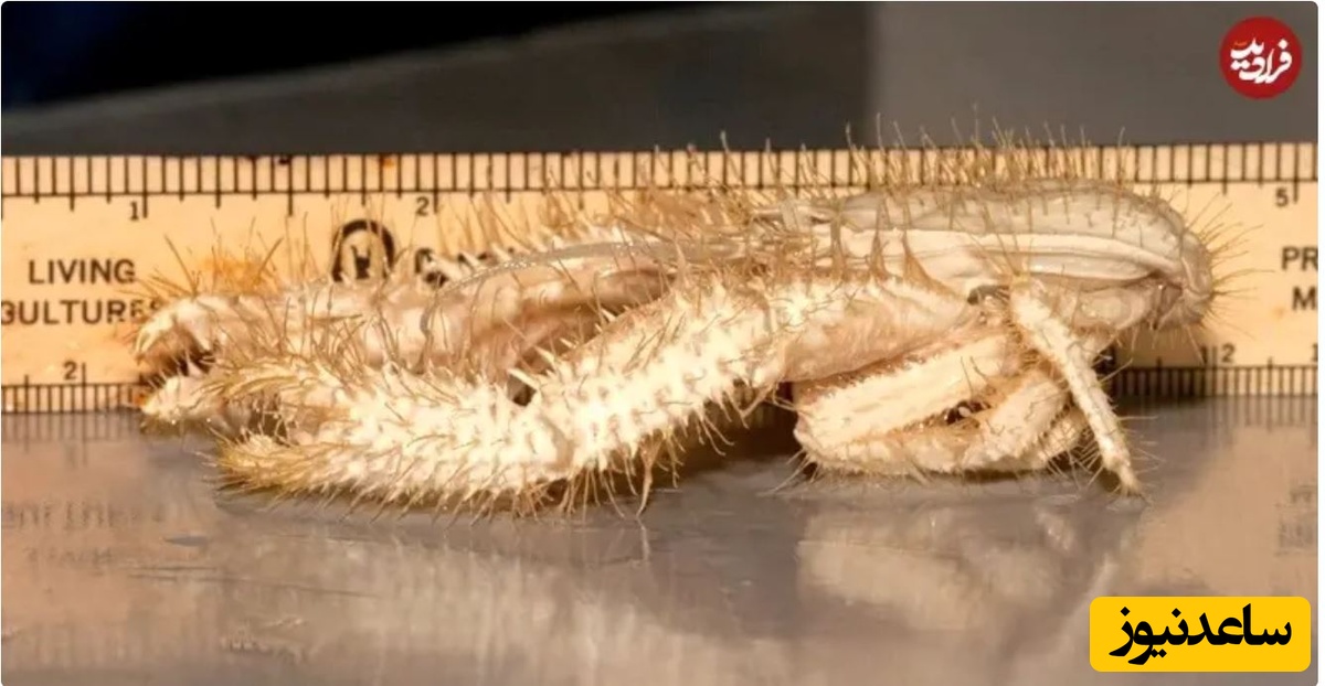 خرچنگ‌های دریایی یتی در اعماق آب زندگی می‌کنند و گرفتن عکس از آن‌ها نادر است