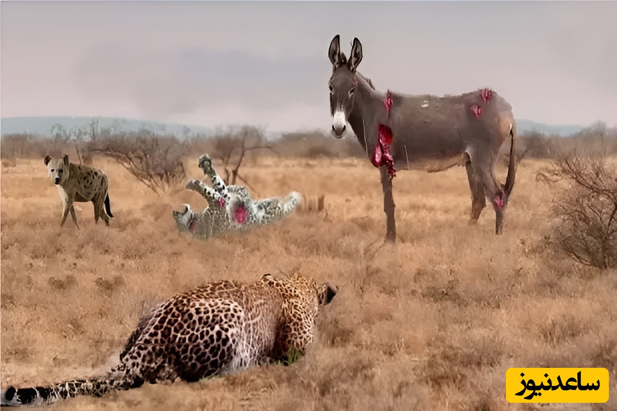 ویدئوی حیات وحش روز؛ این ماجرای راز بقا: وقتی شکار، شکارچی می‌شود؛ لحظه باورنکردنی فرار پلنگ از چنگال خر!