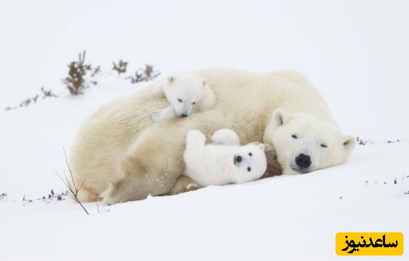 ببینید | خرس قطبی برای پیدا کردن غذا، سوار زیردریایی هسته‌ای روسیه شد!+ویدیو