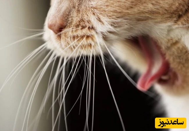 انواع استفراغ گربه