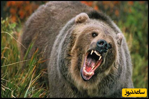 (ویدیو) نگاهی نزدیک به حیات وحش: خرس قهوه‌ای در حال جست و جوی طعمه در جنگل های هیرکانی