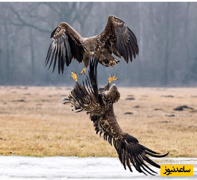 (ویدئو) حیات وحش ؛ مستند حیات وحش حیوانات / نبرد خونین دو عقاب سرسفید