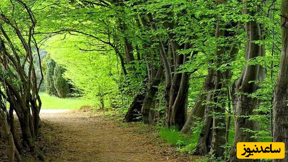 کشف دژ 300 ساله در دل جنگل وحشی