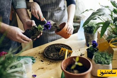 هر گیاهی چه کودی میخواد؟/ اگه از گیاهت پاجوش و گل میخوای با ما همراه باش
🌱+ ویدئو