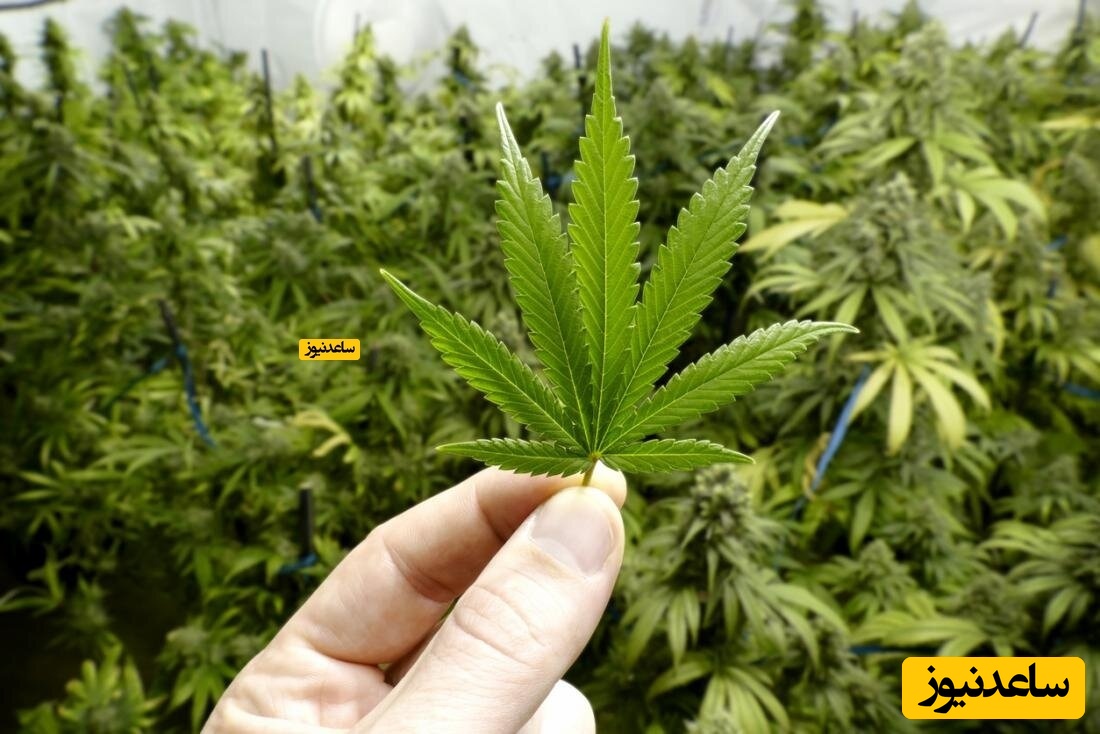 عوارض و خطرات مصرف ماریجوانا در بارداری