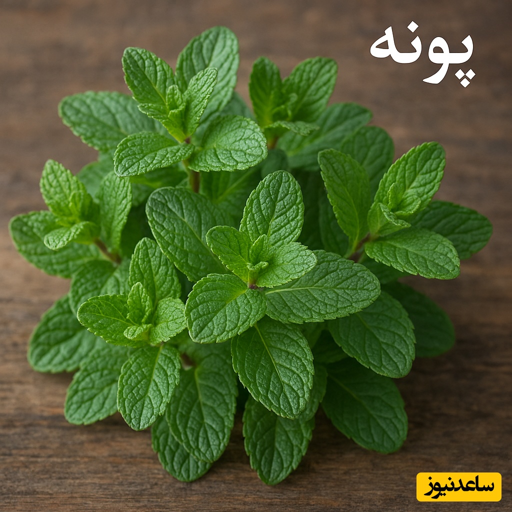 پونه؛ گیاهی معطر با فواید شگفت‌انگیز و مضراتی که باید بدانید
