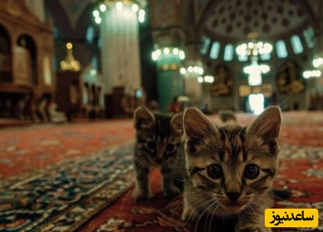 حضور غیرمنتظره گربه باردار در میان نمازگزاران مسجد