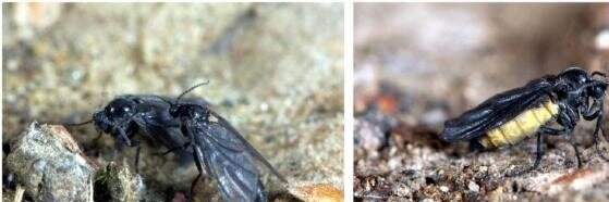  پشه‌های کرم-مار دارای بال‌های سیاه هستند