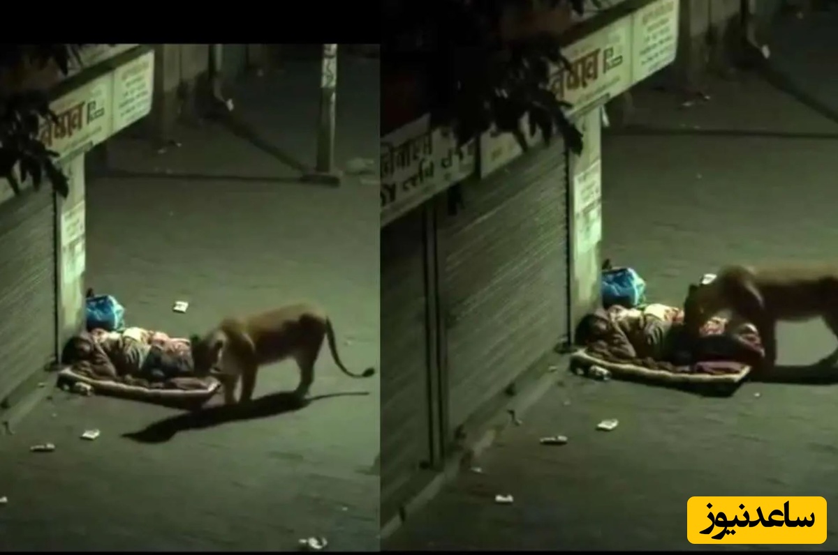 ویدئوی شیر و مرد خوابیده میلیون‌ها بازدید گرفت