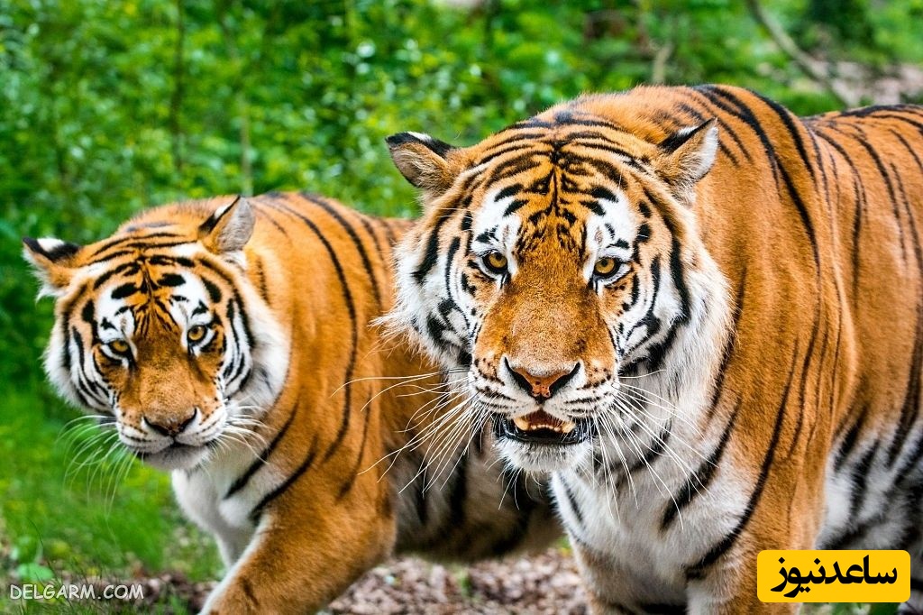 (ویدیو) مستند حیوانات/ غافلگیری در دل حیات‌وحش، حضور ناگهانی یک ببر جاده را به‌طور کامل متوقف کرد