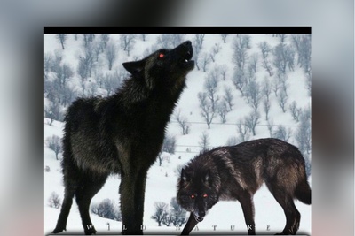 حیات وحش؛ مستند حیات وحش حیوانات / بازدید میلیونی دستور گرگ آلفا به زیر دستان