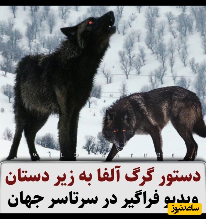 حیات وحش؛ مستند حیات وحش حیوانات / بازدید میلیونی دستور گرگ آلفا به زیر دستان