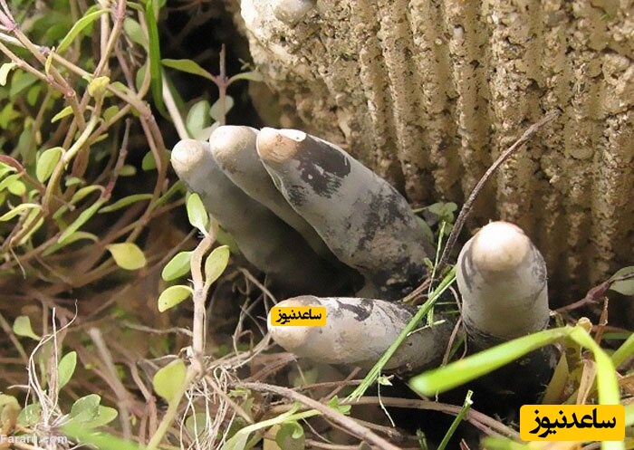 قارچ انگشتان مرده