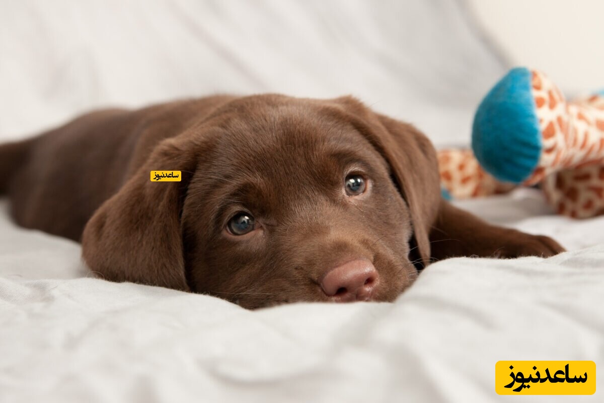 ویدئو پر احساس از سگی که گربه مرده رو خاک می‌کنه/با دیدن این ویدئو دیگه همون آدم سابق نمیشید