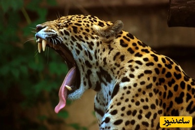 (ویدیو) مستند حیات وحش/ جگوار در کمین کواتی‌ها حمله‌ای برق‌آسا و ناپدید شدن اسرارآمیز در دل جنگل