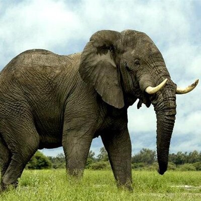 (فیلم) دزدی بامزه یک فیل عظیم الجثه از ماشین گردشگر/ آخه اون کلاه به چه دردت میخوره😂