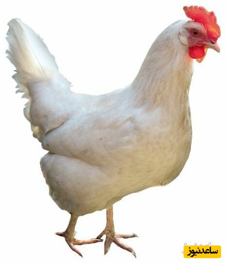 نگهداری و پرورش جوجه یکروزه تورنگ طلایی