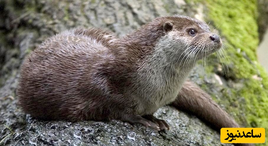 دیدن سمور در خواب چه تعبیری دارد؟ / تعبیر خواب سمور