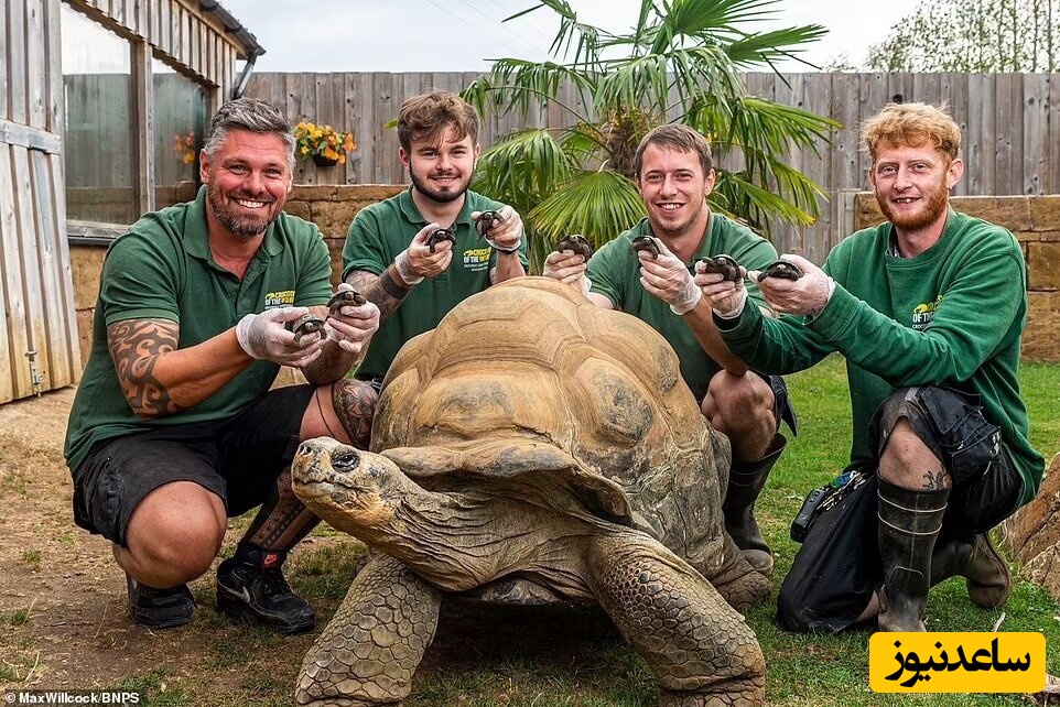 (ویدئو) مستند حیات وحش احساسی حیوانات/ عاشقانه‌های لاک پشت‌ها به سبک جک و رُز فیلم  «تایتانیک»