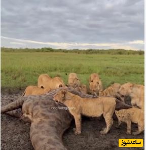 (ویدئو) حیات وحش ؛ مستند حیات وحش حیوانات / جشن شکار در حیات وحش؛ گله شیرها بر سر لاشه زرافه