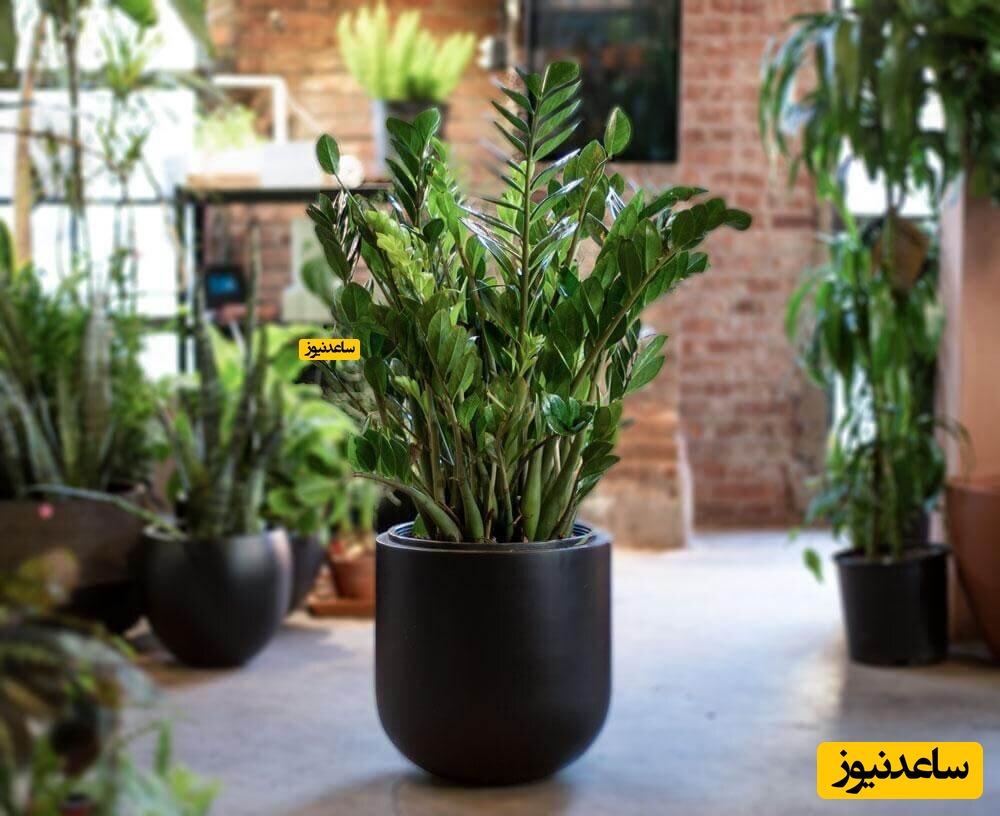 بهترین گیاه آپارتمانی برای خرید؟ سانسوریا بخریم یا زاموفیلیا؟
