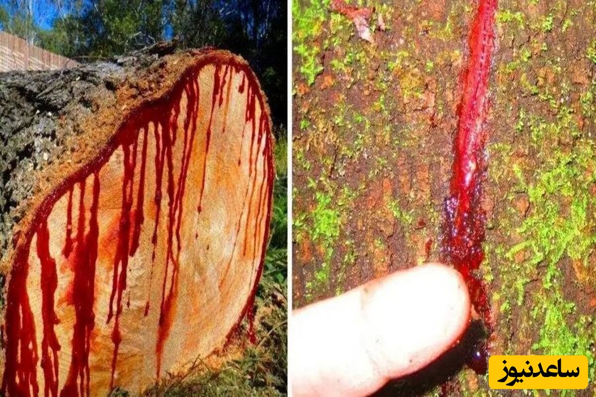 درختی که از آن خون می چکد