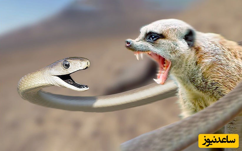 مستند حیات وحش/ اشتباه مرگبارِ مار؛ تماشا کنید چطور خدنگ از نقطه‌ی ضعف حریف استفاده می‌کند+ویدیو