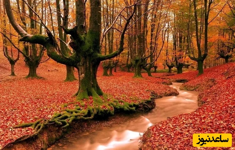 سفری به یاد ماندنی از سحرآمیزترین جنگل‌های هیرکانی در غرب مازندران/ آماده شو برای تجربه‌ای به یاد ماندنی+ فیلم