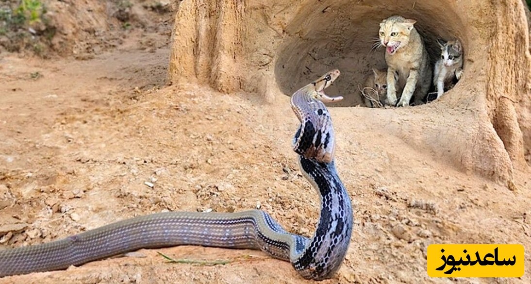 حیات وحش ؛ مستند حیات وحش حیوانات / 
سیلی مکرر گربه عصبی به مار پیتون