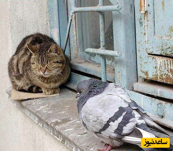 دوستی غیر قابل باور یک کبوتر با گربه باردار و کمک به او پس از به دنیا آمدن بچه‌هایش؛ این صحنه‌‌ی زیبا از عشق و دلسوزی حیوانات را از دست ندید😍+ویدیو