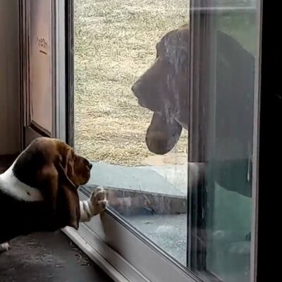 (فیلم) نق زدن و غرغر کردن جالب یک توله سگ خانگی پشت سر مادرش / خنگ بازی درمیاره، غر هم میزنه!😀