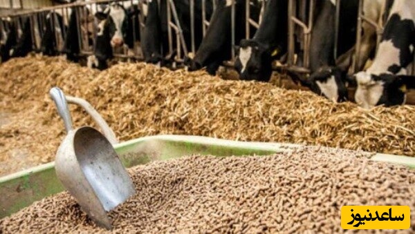 نهاده های دامی به قیمت سابق برگشتند!/ دیگر نگران گرانی گوشت و مرغ نباشید...