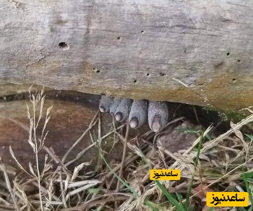 بیرون زدن انگشتان مرده از تنه درخت + عکس