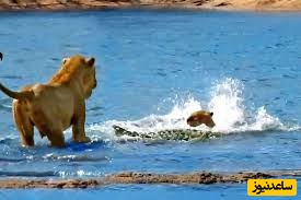 (ویدئو) مستند حیات وحش حیوانات/ راز بقا، این داستان فیلم  حمله بی‌رحمانه کروکودیل به توله‌ شیرها در برابر نگاه مادرشان+ ویدئو