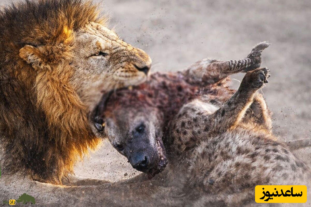 حیات وحش ؛ مستند حیات وحش حیوانات / تقابل مرگبار شیر نر و کفتار