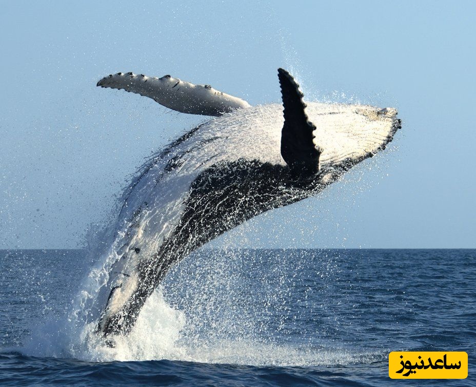 نهنگ 20 متری گیر افتاده در تور ماهیگیری توسط صیادان بلوچ/ صدای گریه‌ی نهنگ تو کل دریا پیچیده! +ویدیو