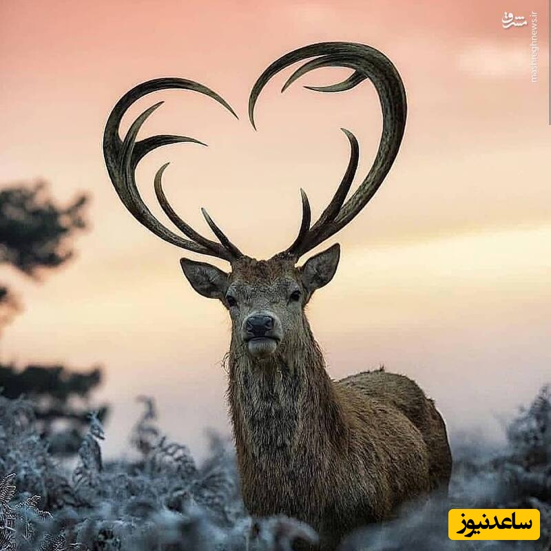 (ویدیو) مستند حیات وحش حیوانات/ گله‌ای بزرگ از گوزن‌ها خانه‌های کلرادو را محاصره کردند