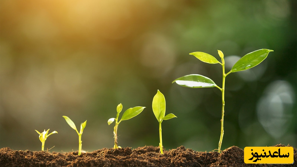 بررسی ژورنال در زمینه فوتوسنتز