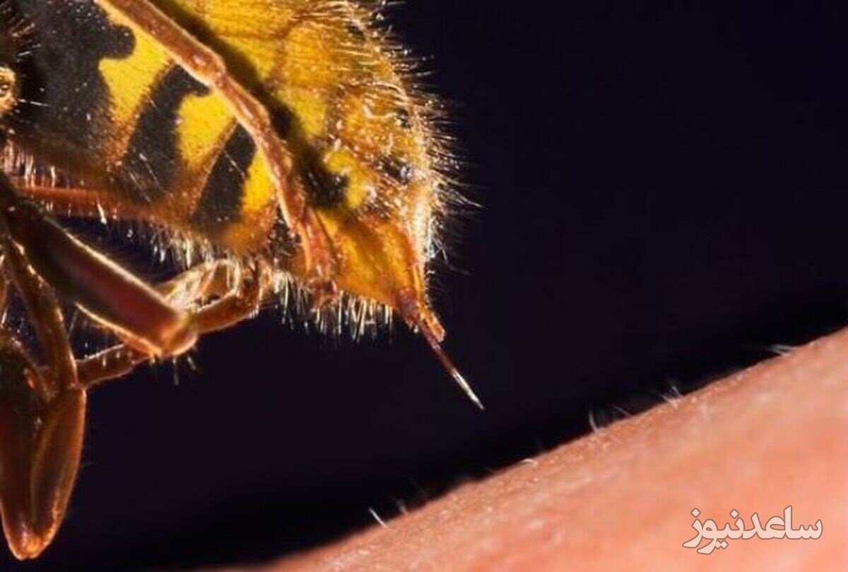 (ویدئو) نمای نزدیک از نحوه عملکرد نیش زنبور عسل