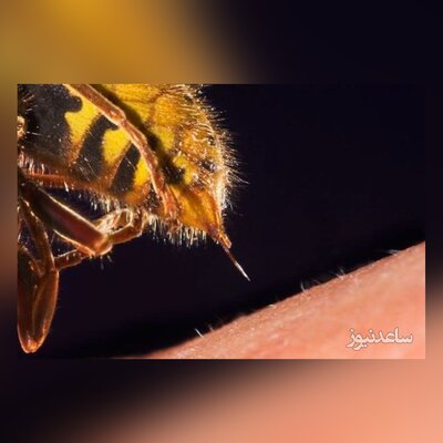 (ویدئو) نمای نزدیک از نحوه عملکرد نیش زنبور عسل