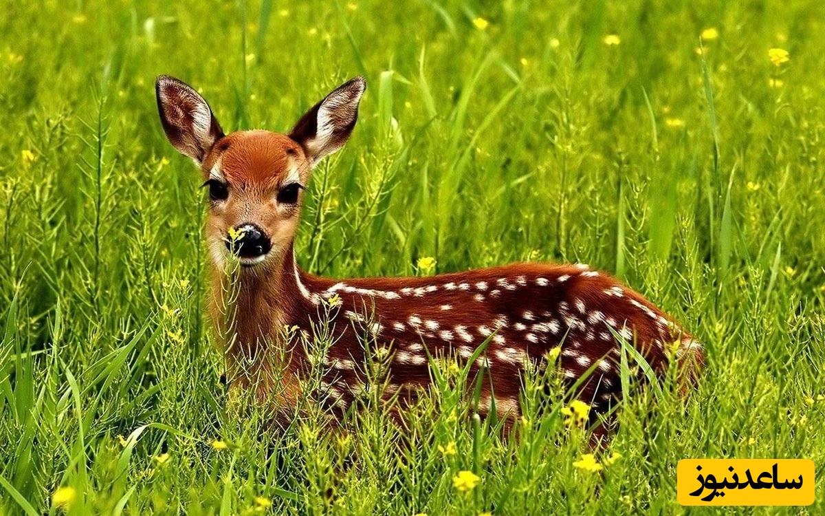 دیدن آهو در خواب چه تعبیری دارد؟ /تعبیر خواب آهو