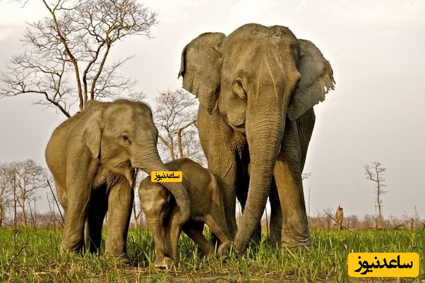 پارک ملی کازیرانگا