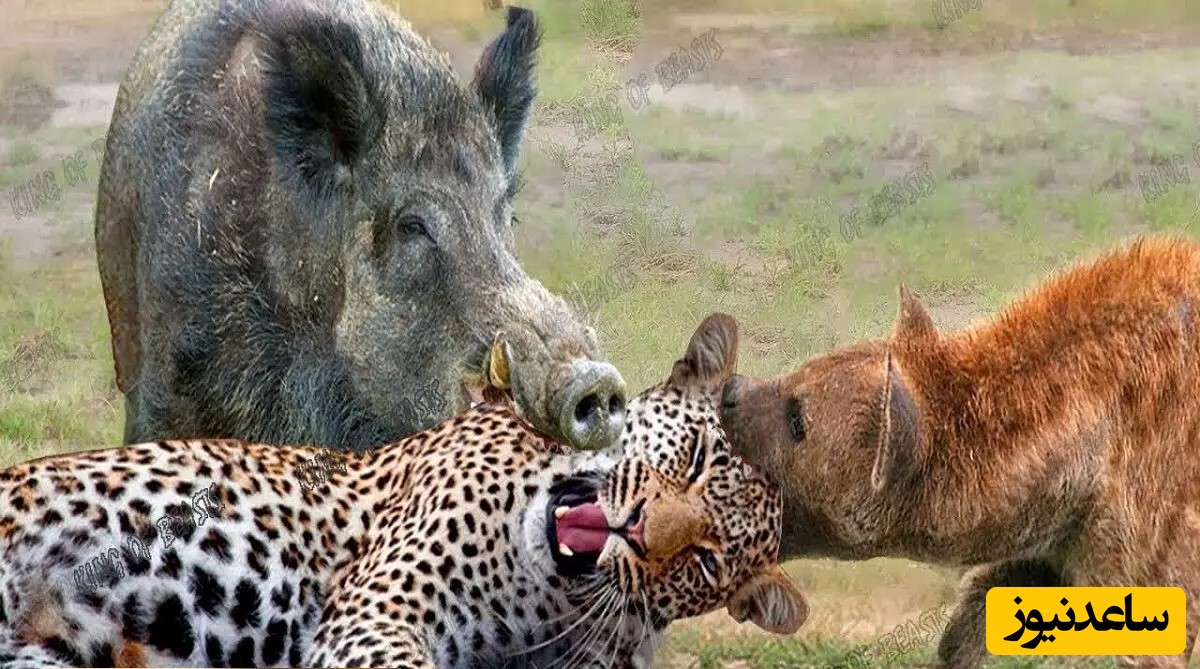 (ویدئو) مستند حیات وحش/ این داستان: کفتار، پلنگ و گراز/ تا لحظه آخر ادامه میدم!