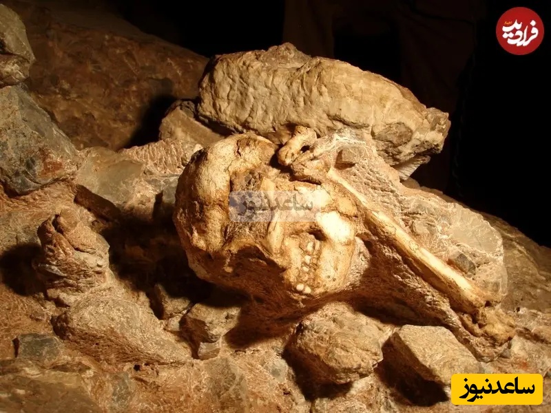 لیتل فوت در محل کشف اولیه؛ در میان رسوبات سنگشدۀ یک غار