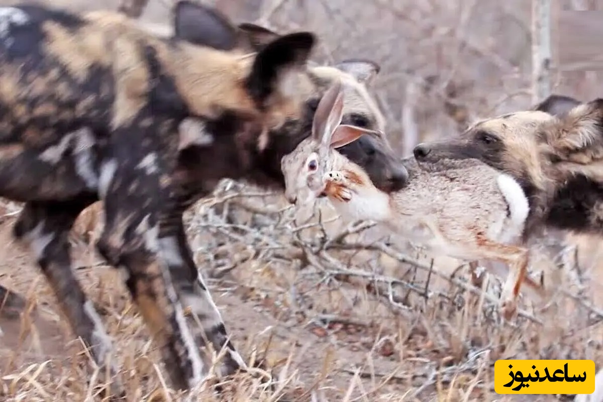حیات وحش ؛ مستند حیات وحش حیوانات / سگ‌های وحشی بی‌رحمانه خرگوش را از هم دریدند
