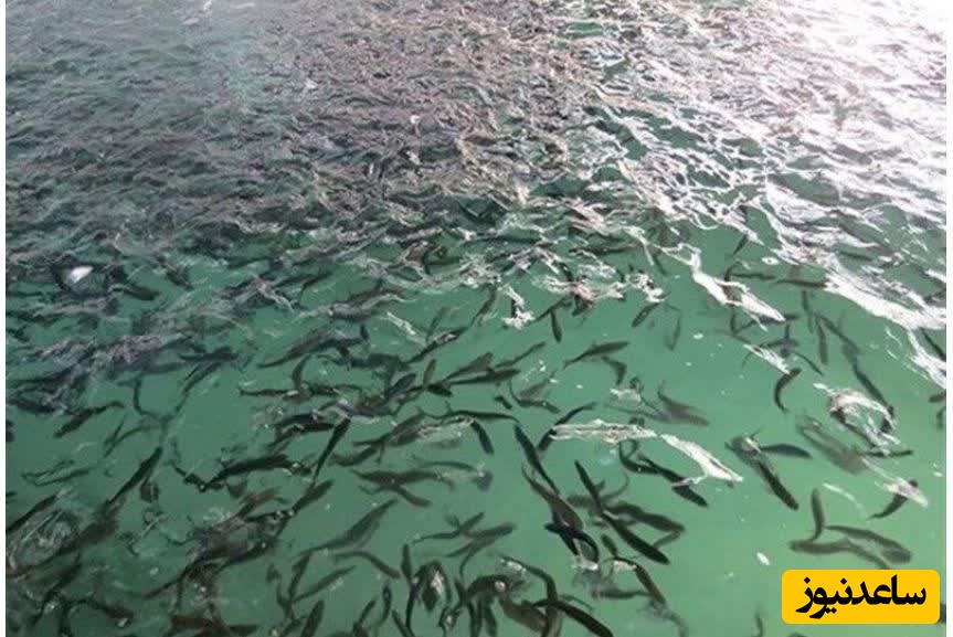 مدیرکل شیلات خوزستان: پروژه 10 تنی پرورش ماهی با استفاده از آب کشاورزی در لالی آماده بهره‌برداری است